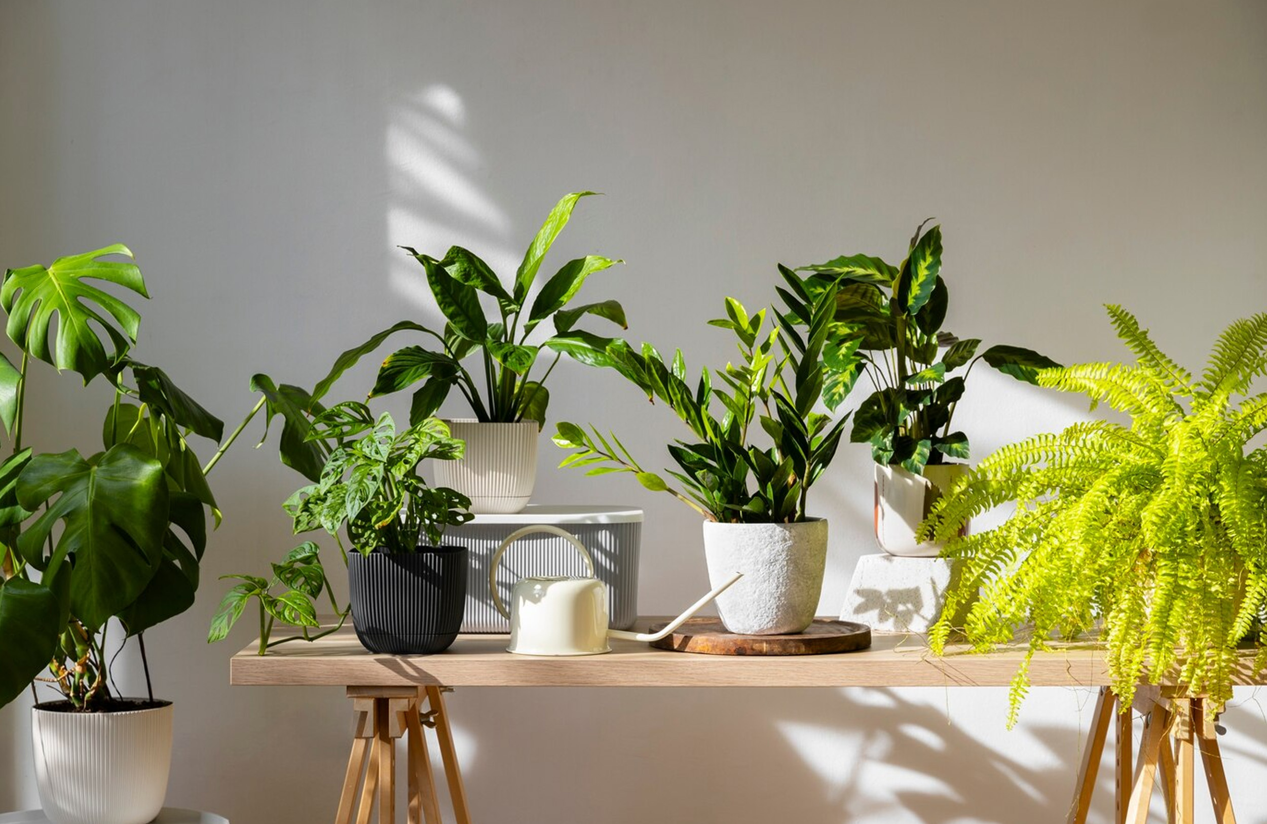 Wayfair Shop -Wayfair Shop Artificial Plants for Interior Design 01