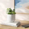 Succulent Arrangement In White Pot - Room Essentials™ -Wayfair Shop GUEST 58cc8f33 7b2b 4202 806c cfe765e525bf