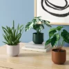3pk 7.87" Monstera Artificial Plants - Room Essentials™ -Wayfair Shop GUEST ba693c8c 4de0 4609 af83 c774067a54c0