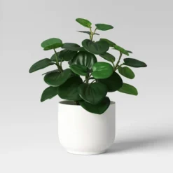 Core Plant Multipack In White Pot - Room Essentials™ -Wayfair Shop GUEST ce3585df ff54 4e02 b2cd 15d0ecaf7cf5