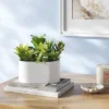 Succulent Arrangement In Long White Pot - Room Essentials™ -Wayfair Shop GUEST cf94ab3b c7fa 4739 9eac c316a3823e4f