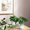Core Plant Multipack In White Pot - Room Essentials™ -Wayfair Shop GUEST ef9d46f7 5a2e 490d aa4b 7742ab865b90